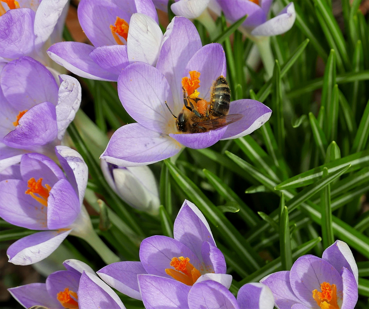 Ein Bad in Pollen.