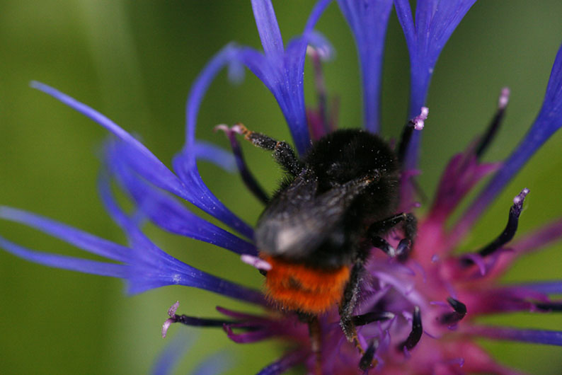 Ein Bad in Pollen...