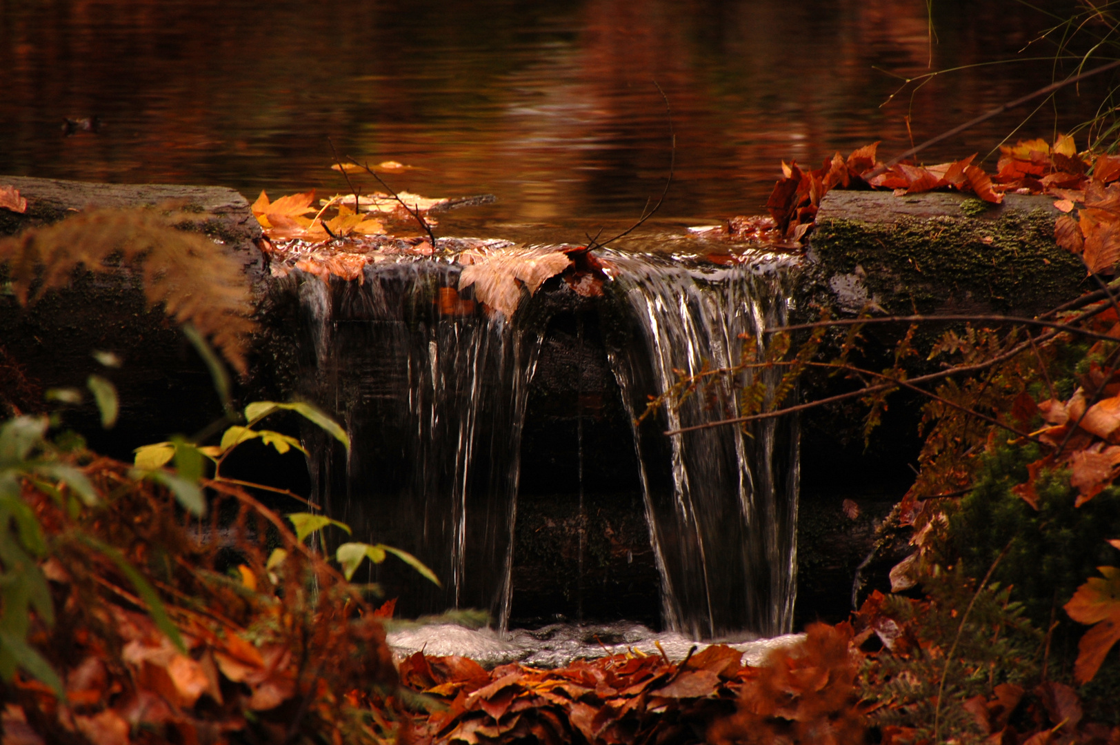 Ein Bächlein im Bayerischen Wald