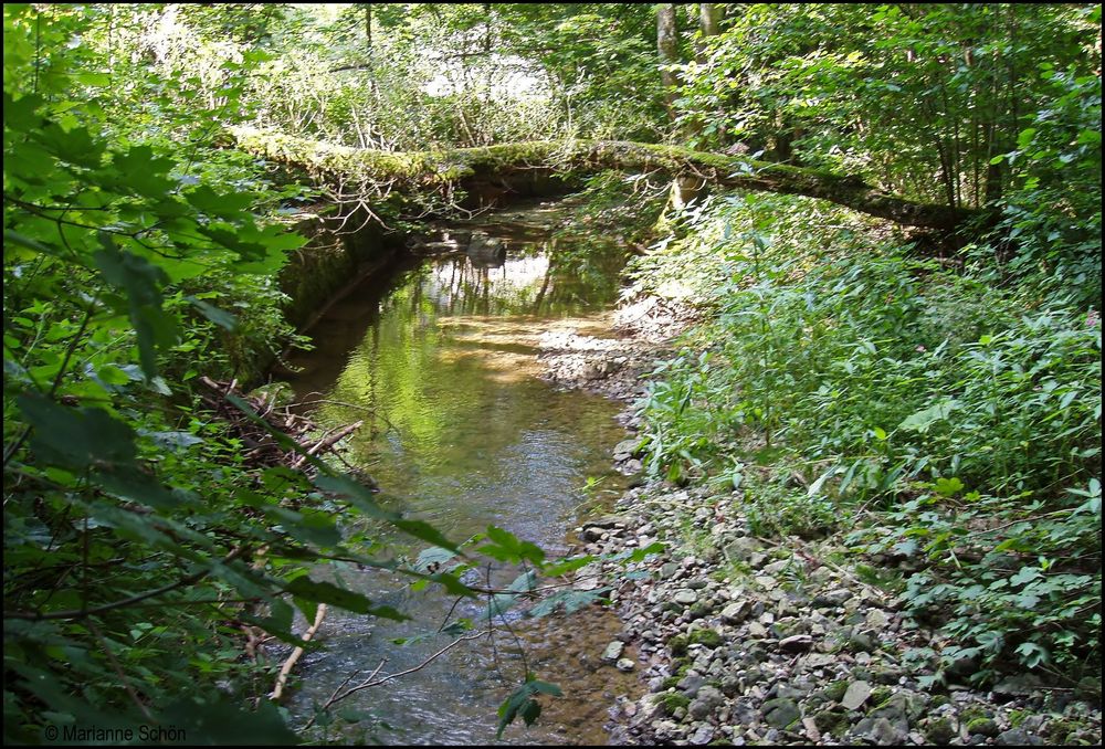 Ein Bächlein im Nordschwarzwald...