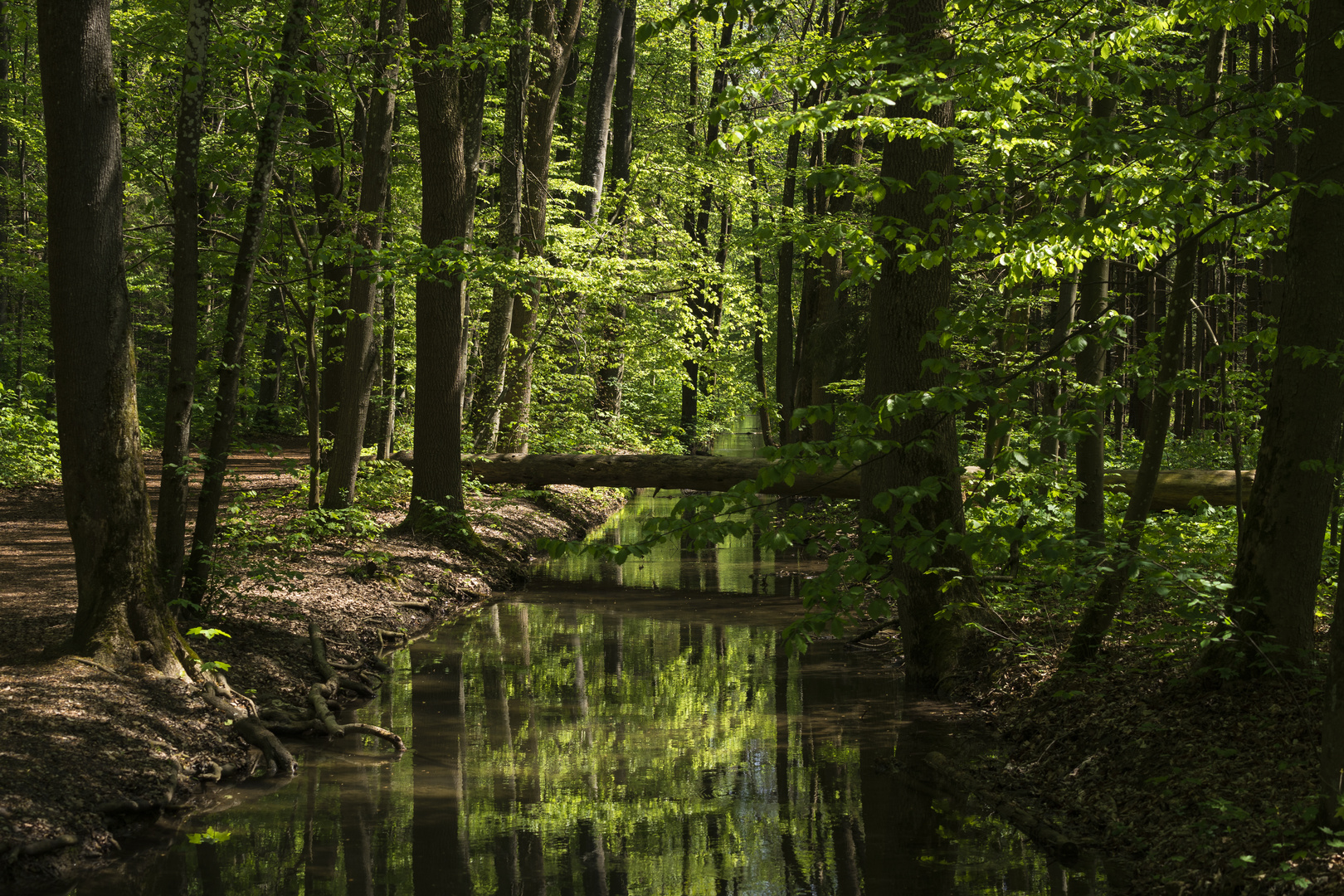 Ein Bächlein im Wald