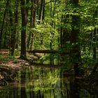 Ein Bächlein im Wald