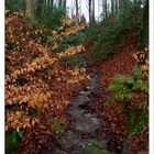 Ein Bächlein im Walde