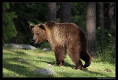 Ein Bär auf Wanderschaft.