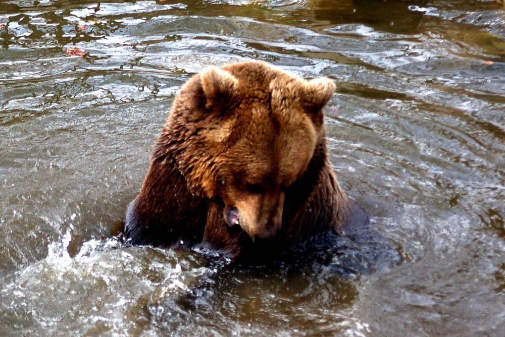 Ein Bär beim Baden