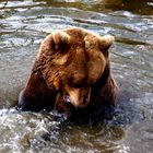 Ein Bär beim Baden