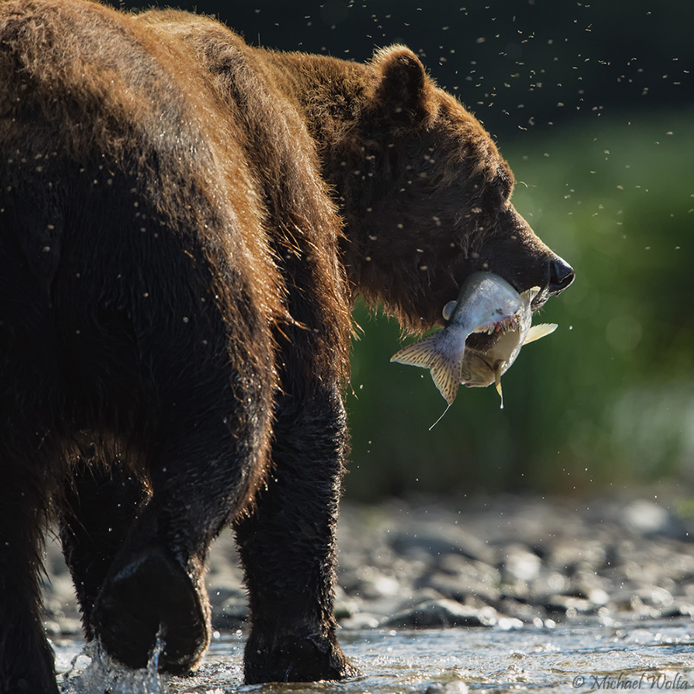 Ein Bär, ein Lachs und ein paar Mücken