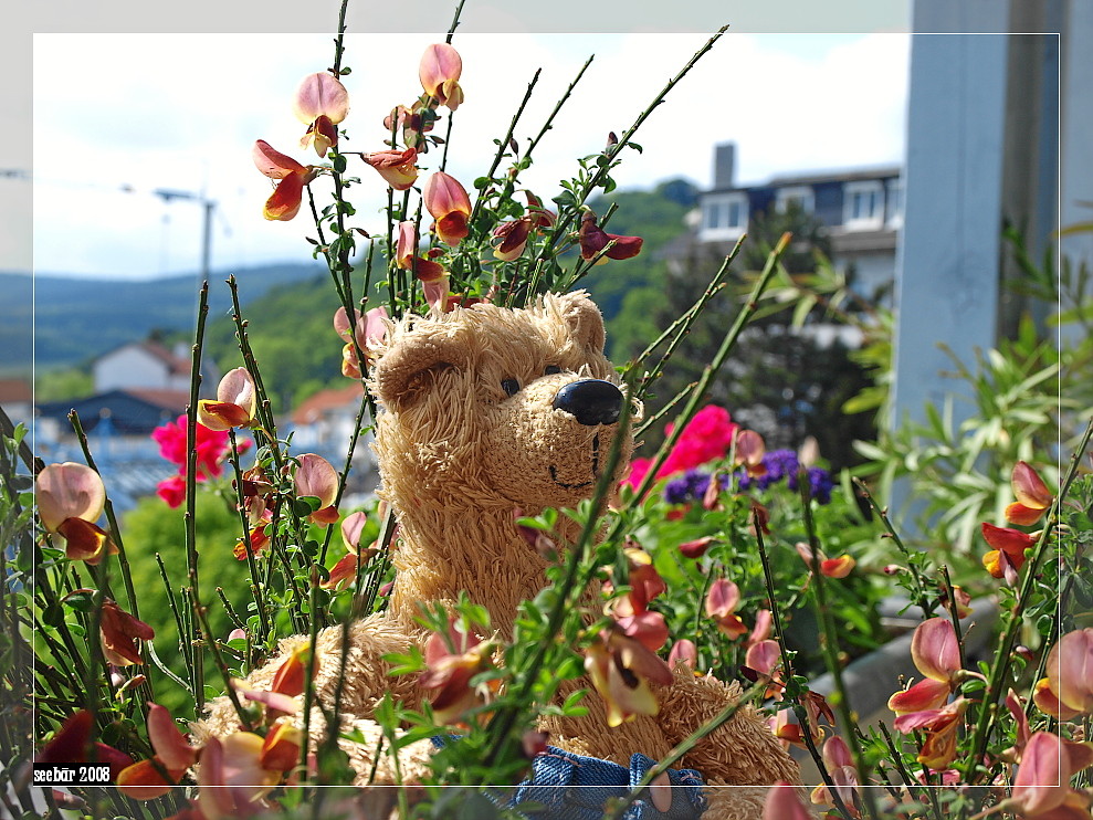 ein bär fühlt sich in der natur am wohlsten