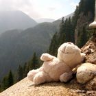 Ein Bär läßt es sich in den Dolomiten die Sonne auf den Bauch brennen