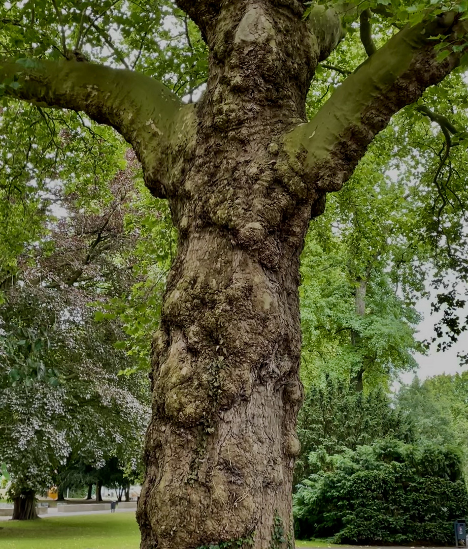 ... ein Bären - Baum ...