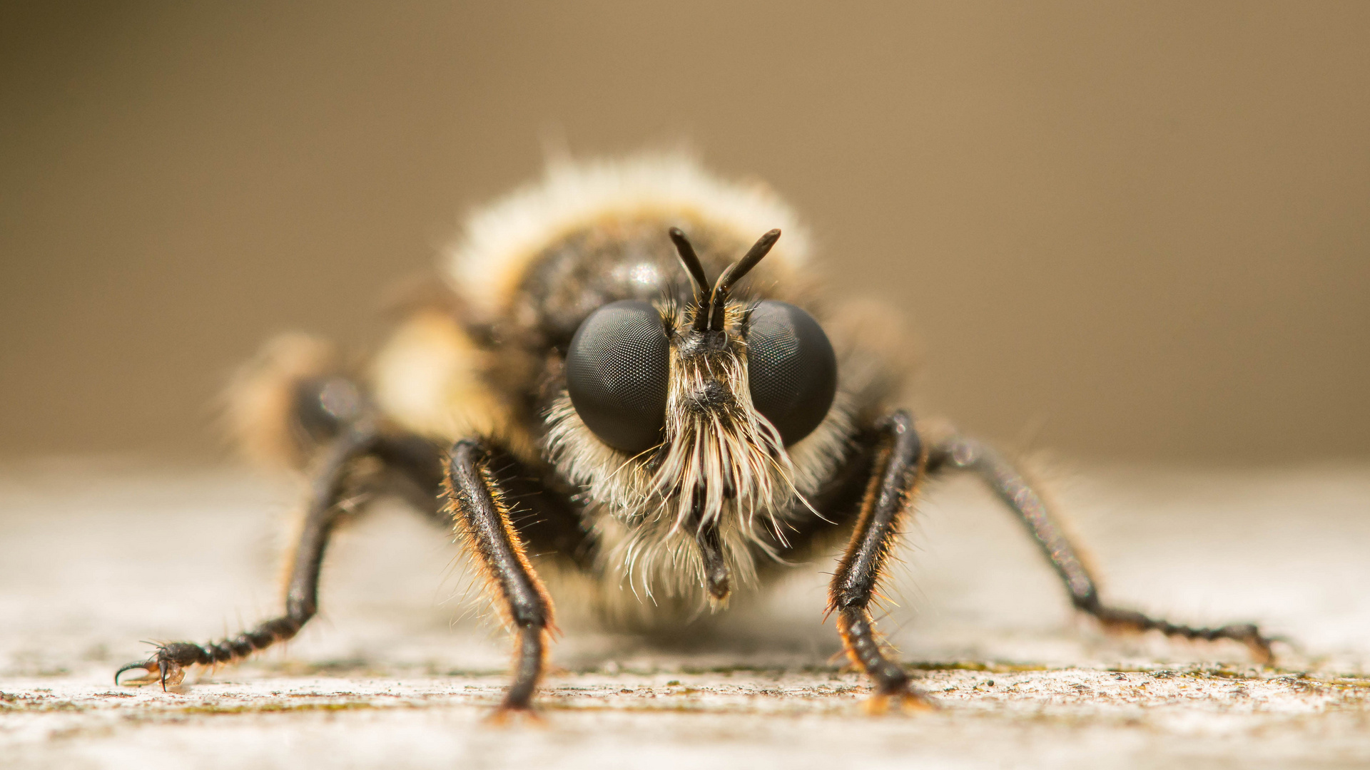 ein bärtiges Portrait