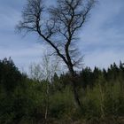 Ein Bäumchen im Wald