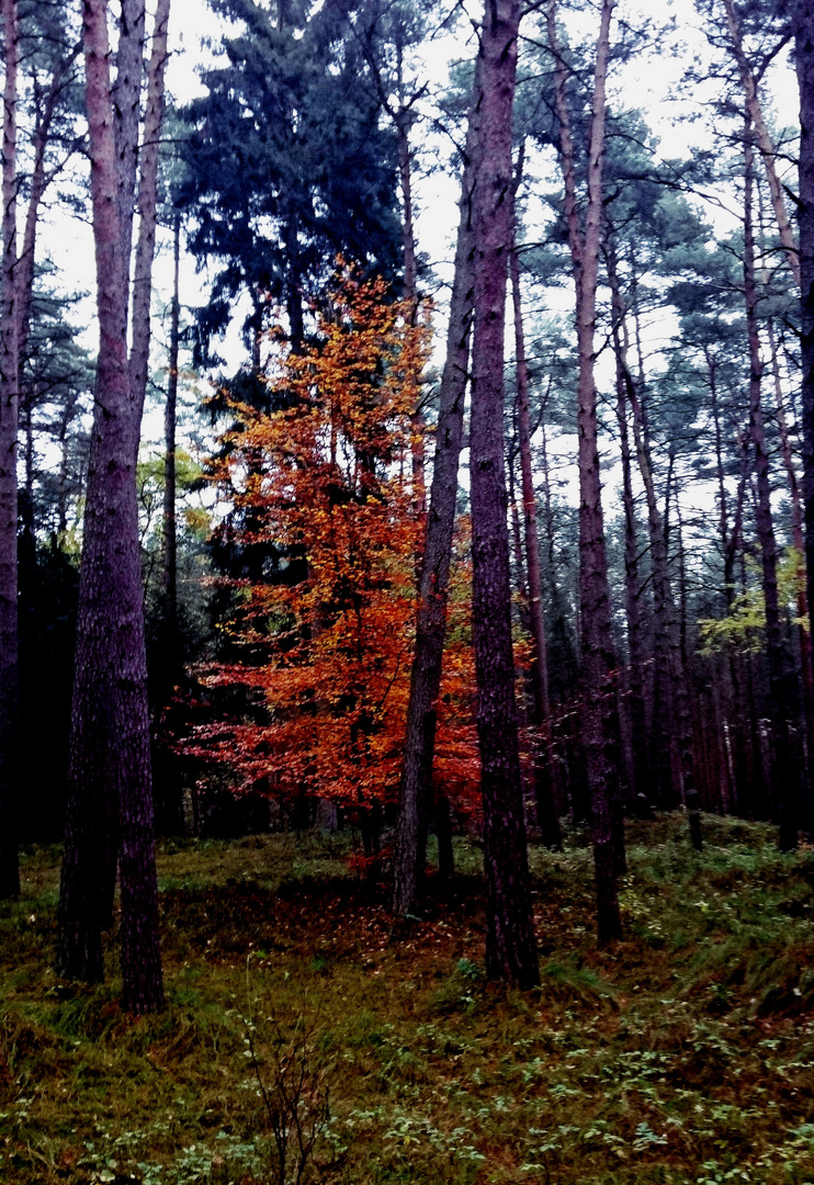 Ein Bäumchen inmitten von Kiefernwälder auf der Insel Usedom