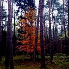 Ein Bäumchen inmitten von Kiefernwälder auf der Insel Usedom