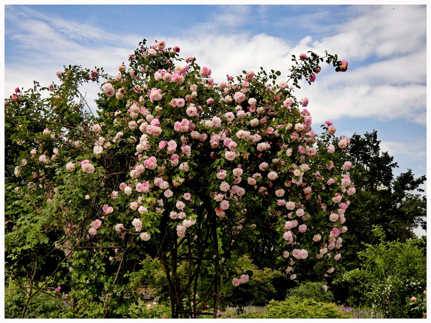 Ein Bäumchen voller Rosen