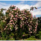 Ein Bäumchen voller Rosen