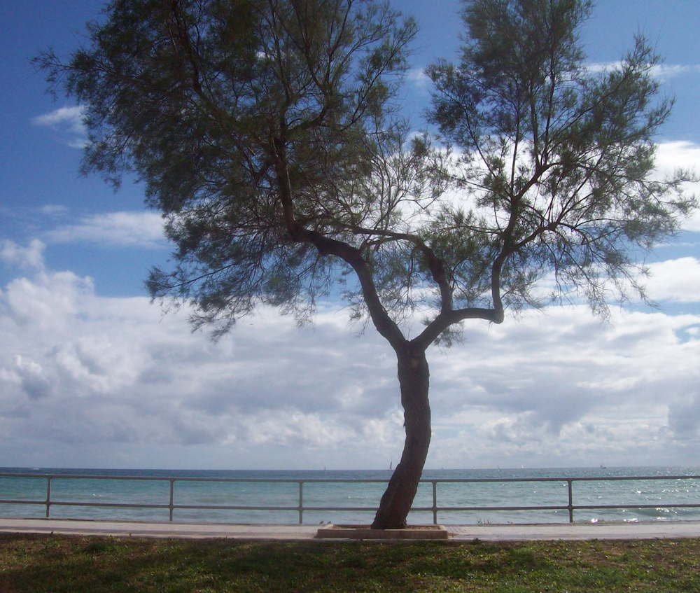 Ein Bäumchen vor dem Meer