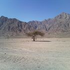 Ein bäume in wüste