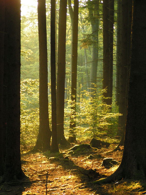 Ein Bäumlein steht im Walde.....