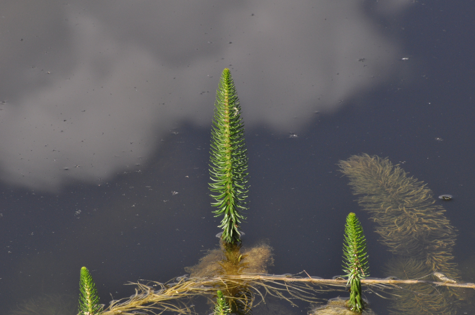 Ein Bäumlein steht im Wasser so still und stumm......