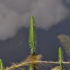 Ein Bäumlein steht im Wasser so still und stumm......