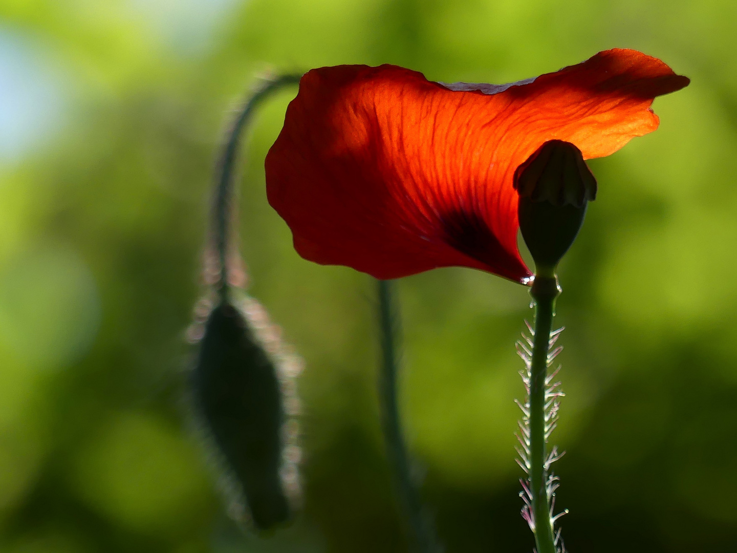 Ein Baldachin aus Mohn