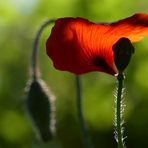 Ein Baldachin aus Mohn