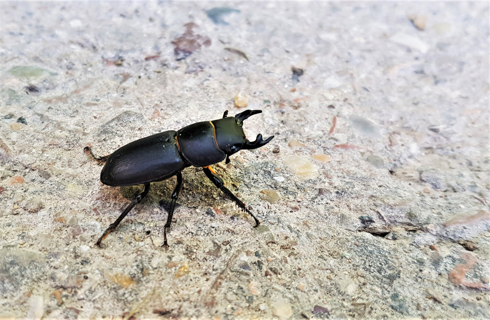 ein  Balkenschröter, der kleine Bruder des Hirschkäfers,