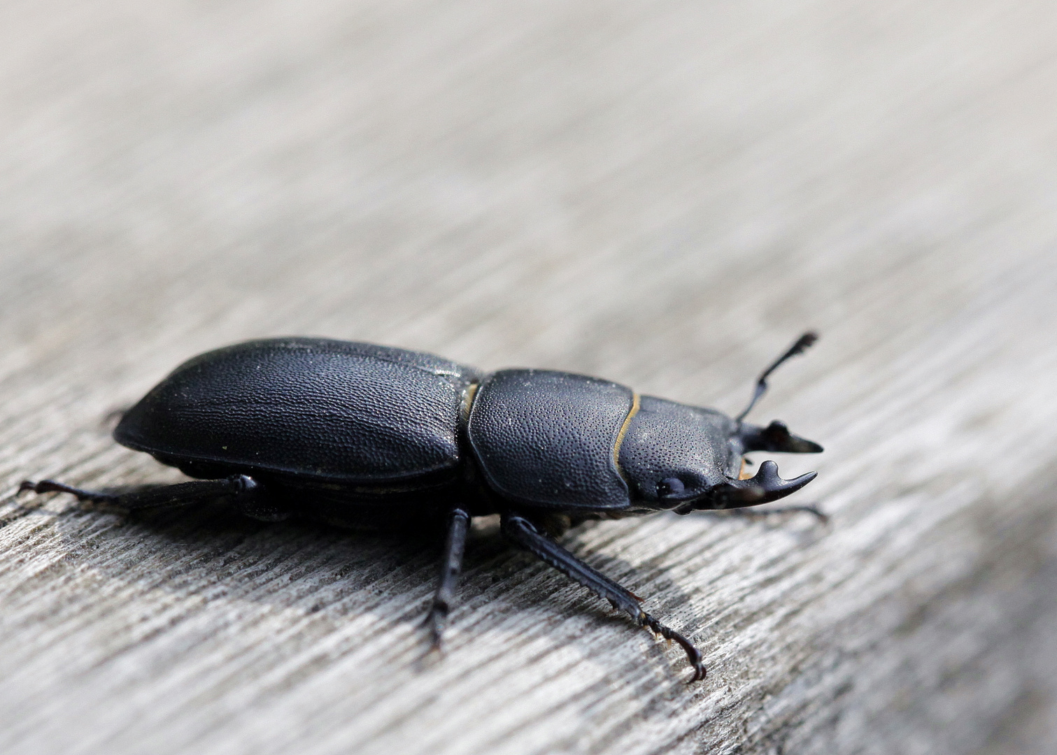 Ein Balkenschröter (Docus parrallelipipedus)