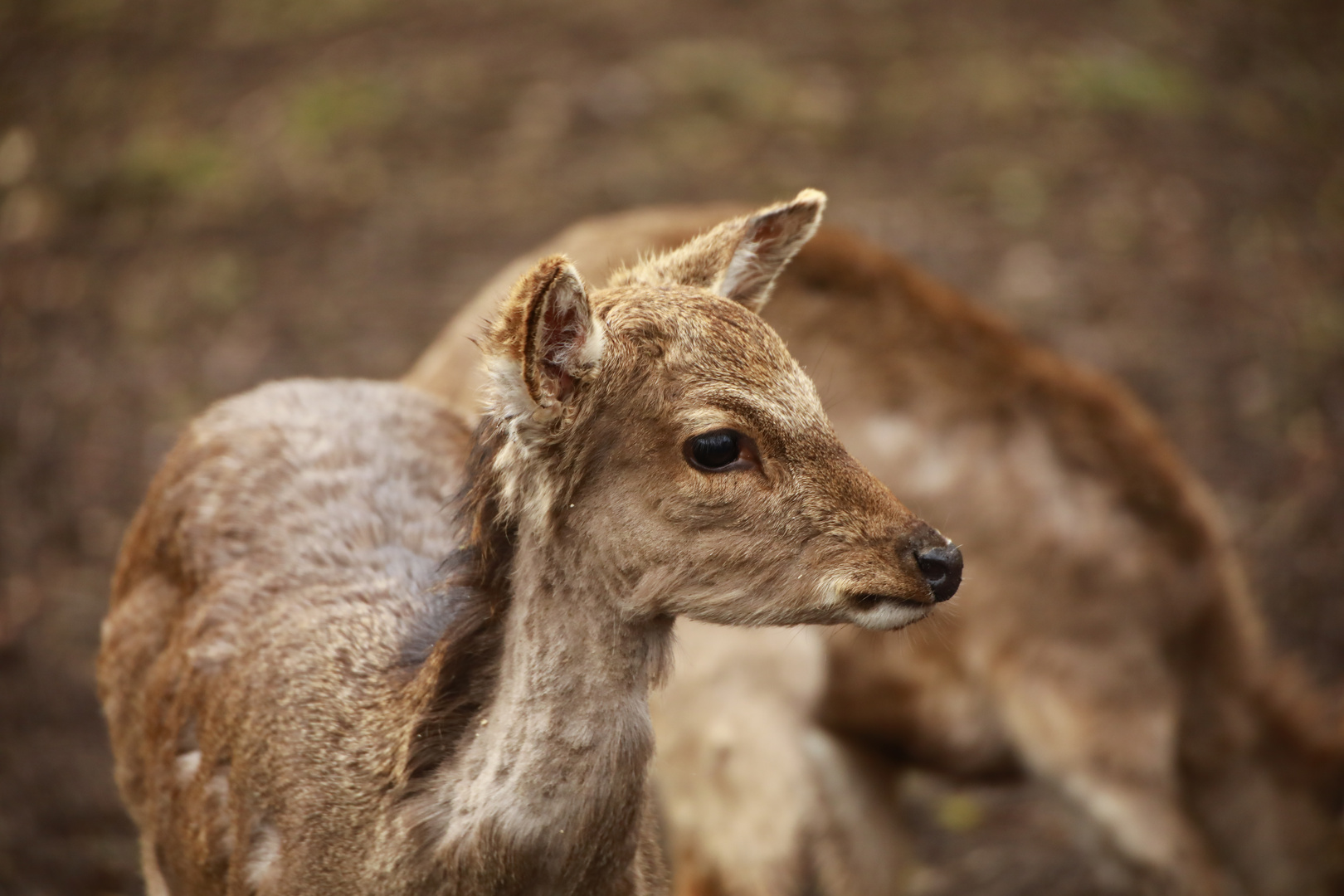 Ein Bambi