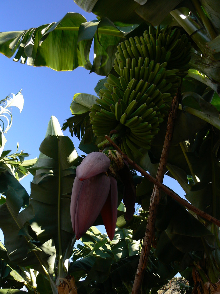 Ein Bananenbaum