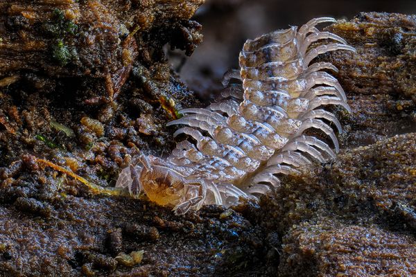Ein Band mit Füssen