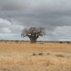 Ein Baobab in der Serengeti....