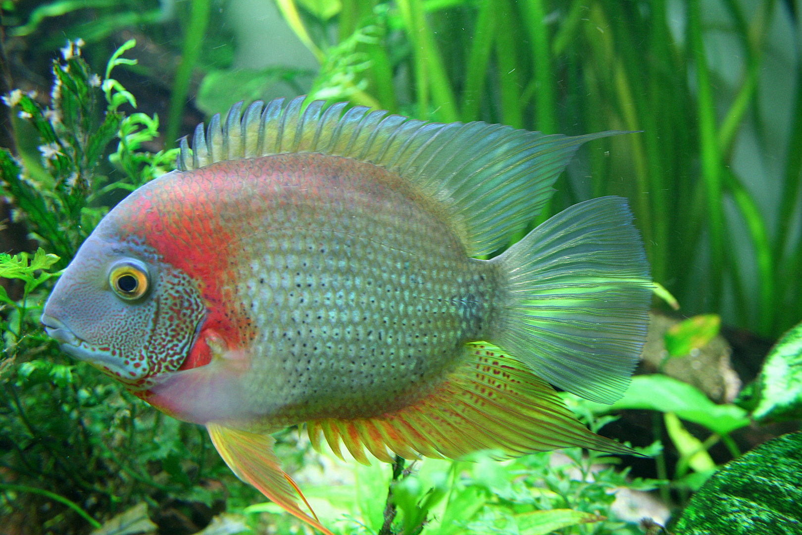 ein Barsch Foto & Bild tiere, zoo, wildpark & falknerei, zoo fische