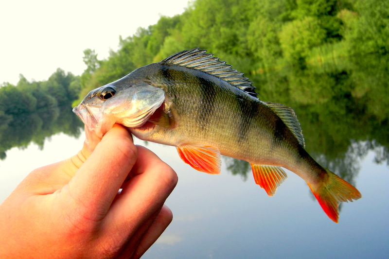 Ein Barsch in der Hand