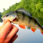 Ein Barsch in der Hand