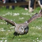 Ein Bartkauz im Flug