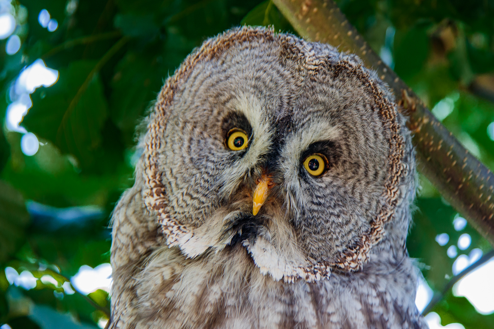 Ein Bartkauz im Vogelpark Marlow