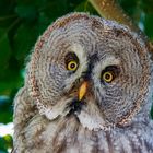 Ein Bartkauz im Vogelpark Marlow