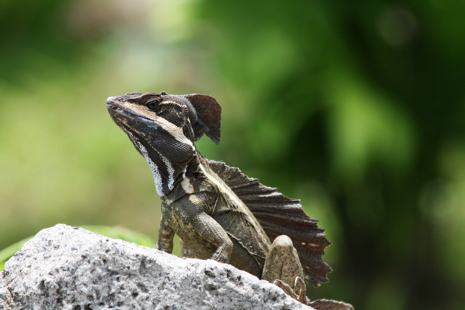 Ein Basilisk beim Sonnenbad.