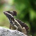 Ein Basilisk beim Sonnenbad.