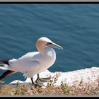 Ein Basstölpel auf dem Lummenfelsen auf Helgoland