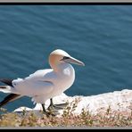 Ein Basstölpel auf dem Lummenfelsen auf Helgoland