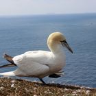 Ein Basstölpel auf den Helgoländer Felsen