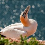 Ein Basstölpel auf Helgoland