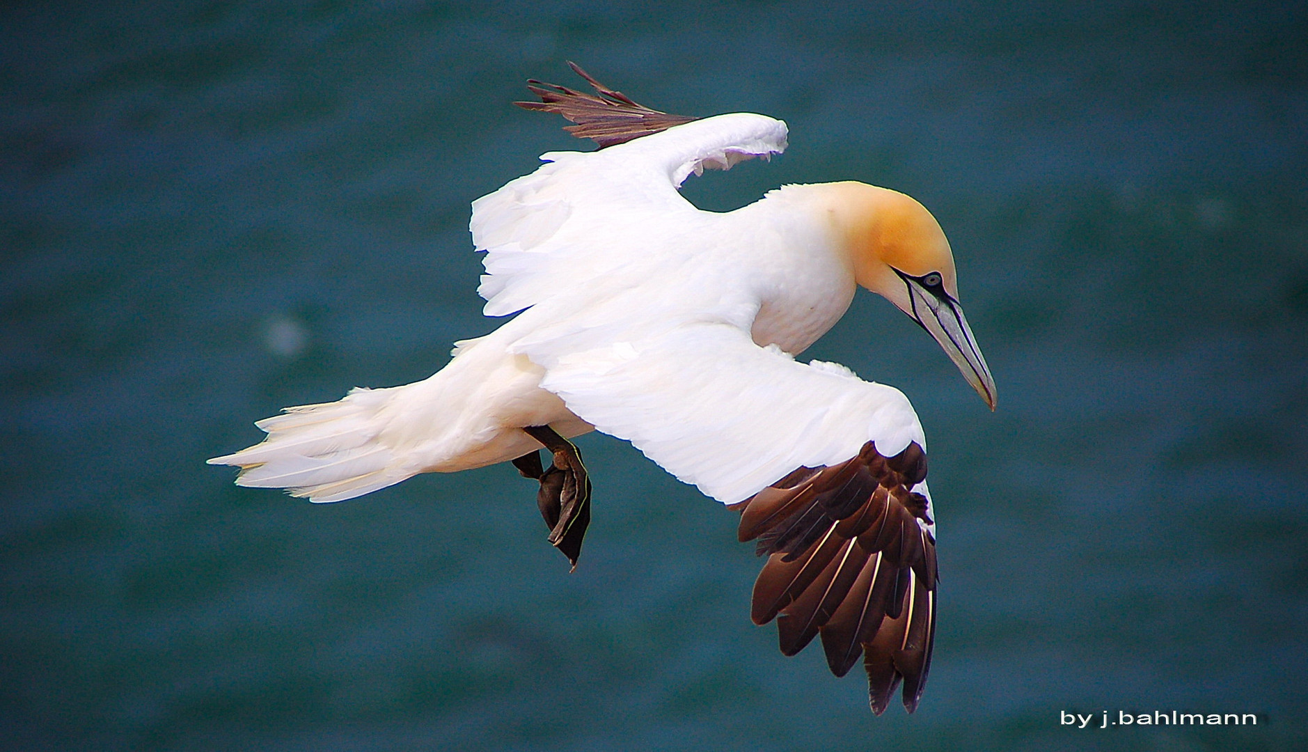 Ein Basstölpel auf Helgoland schwebend in der Luft