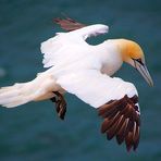 Ein Basstölpel auf Helgoland schwebend in der Luft