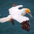 Ein Basstölpel auf Helgoland schwebend in der Luft