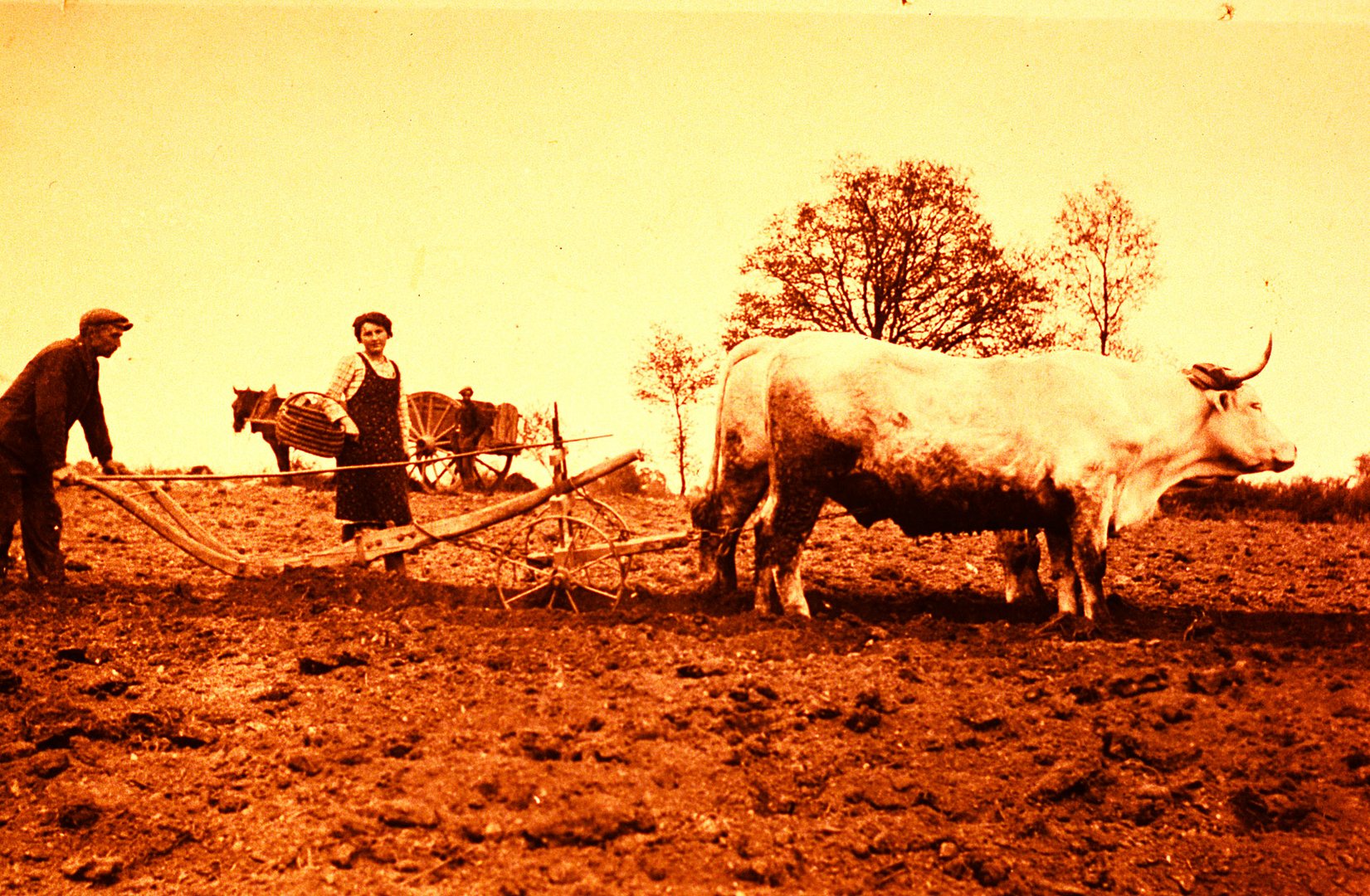 Ein Bauer pflügt mit zwei  Ochsen und einem Holzpflug seinen Acker