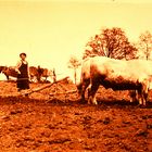 Ein Bauer pflügt mit zwei  Ochsen und einem Holzpflug seinen Acker